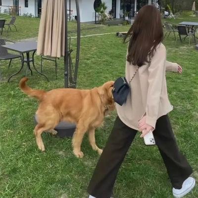 狗狗体型之谜